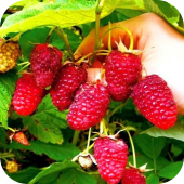 Малина ремонтантная "Рубиновое Ожерелье" Малина ремонтантная "Рубиновое Ожерелье"